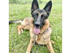 Adopt Duke a Brown/Chocolate Shepherd (Unknown Type) / Mixed Breed (Medium) /