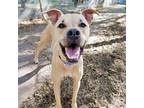 Adopt Tilly a Tan/Yellow/Fawn Labrador Retriever / Boxer / Mixed (short coat)