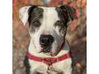 Adopt Willow a White American Staffordshire Terrier / Mixed Breed (Medium) /