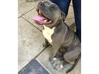 Adopt Koda a Merle American Pit Bull Terrier / Mixed Breed (Medium) / Mixed