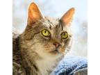Adopt Luna 02-17-19 a Brown Tabby Domestic Shorthair / Mixed Breed (Medium) /