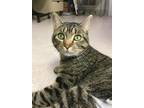 Adopt June a Brown Tabby Domestic Shorthair / Mixed Breed (Medium) / Mixed
