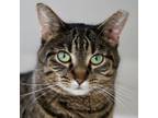 Adopt Wilma a Brown Tabby Domestic Shorthair / Mixed Breed (Medium) / Mixed
