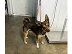 Adopt Brody a Brown/Chocolate Mixed Breed (Small) / Mixed Breed (Medium) / Mixed