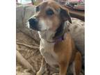 Adopt Bambi a Brown/Chocolate Hound (Unknown Type) / Beagle / Mixed (short coat)