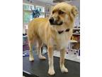 Adopt Loki a Red/Golden/Orange/Chestnut Golden Retriever / Husky / Mixed (short