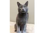 Adopt Ty a Gray or Blue Domestic Shorthair / Mixed Breed (Medium) / Mixed (short