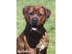 Adopt Galahad a Brindle Boxer / Rottweiler / Mixed (short coat) dog in Mason