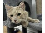 Adopt Samson a Gray or Blue (Mostly) Domestic Mediumhair / Mixed Breed (Medium)