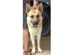 Adopt Otto a Tan/Yellow/Fawn - with Black German Shepherd Dog / Mixed dog in