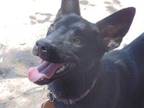 Adopt Cloe a Black Flat-Coated Retriever / Labrador Retriever / Mixed (short