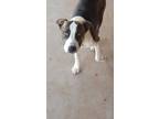 Adopt Hugo a White American Staffordshire Terrier / Mixed Breed (Medium) / Mixed