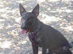 Adopt Rascal a Black Flat-Coated Retriever / Miniature Pinscher / Mixed (short