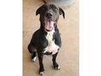 Adopt Bruiser a Black Labrador Retriever / Mixed Breed (Small) / Mixed (short