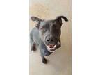 Adopt Boston a Black Labrador Retriever / Mixed Breed (Small) / Mixed (short