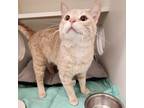 Adopt Chester a Gray or Blue (Mostly) Domestic Shorthair / Mixed Breed (Medium)