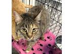 Adopt Fanta a Gray or Blue Domestic Shorthair / Mixed Breed (Medium) / Mixed