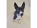 Adopt Sandrine a Black Border Collie / Alaskan Klee Kai / Mixed (short coat) dog