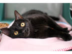 Adopt Mamba a All Black Domestic Shorthair / Mixed Breed (Medium) / Mixed (short