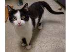 Adopt Trout a All Black Domestic Shorthair / Mixed Breed (Medium) / Mixed (short