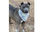 Adopt Carolena a Merle Australian Cattle Dog / Shar Pei / Mixed (short coat) dog
