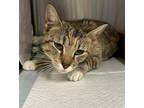 Adopt Rue a All Black Domestic Shorthair / Mixed Breed (Medium) / Mixed (short