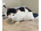 Adopt Jasper a White Domestic Shorthair / Mixed Breed (Medium) / Mixed (short