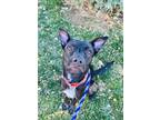Adopt Piper a Black Shepherd (Unknown Type) / Mixed Breed (Medium) / Mixed