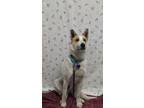 Adopt Buddy a Brown/Chocolate Australian Cattle Dog / Mixed Breed (Medium) /