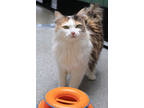 Adopt Elenora a White Maine Coon / Persian / Mixed (short coat) cat in Hamilton