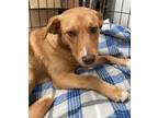 Adopt Janea a Brindle German Shepherd Dog / Mixed Breed (Medium) / Mixed (short