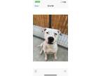 Adopt joy a White American Pit Bull Terrier / Mixed Breed (Medium) / Mixed