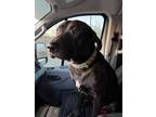 Adopt Steel a Black Mixed Breed (Small) / Mixed Breed (Medium) / Mixed (short