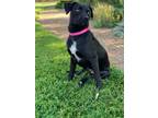 Adopt midnight a Black Golden Retriever / Mixed Breed (Medium) / Mixed (short