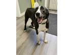 Adopt Merlin a Black Border Collie / Hound (Unknown Type) / Mixed (short coat)