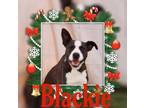 Adopt Blackie a Black Border Collie / Mixed Breed (Medium) / Mixed (short coat)