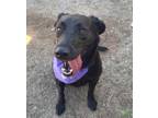 Adopt cabella a Black Golden Retriever / Mixed Breed (Medium) / Mixed (short