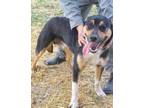 Adopt Xavier a Black German Shepherd Dog / Mixed Breed (Medium) / Mixed (short