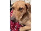 Adopt Jasper a Brindle German Shepherd Dog / Mixed Breed (Medium) / Mixed (short