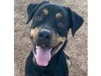 Adopt Emmie a Black Rottweiler / Mixed Breed (Medium) / Mixed (short coat) dog