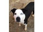Adopt buddy a Black American Staffordshire Terrier / Mixed Breed (Medium) /