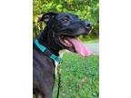 Adopt Boots a Black Labrador Retriever / American Pit Bull Terrier / Mixed