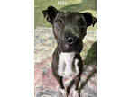 Adopt milo a Black American Pit Bull Terrier / Mixed Breed (Medium) / Mixed
