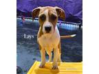 Adopt Lays a Brown/Chocolate Boxer / Mixed Breed (Medium) / Mixed (short coat)