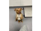 Adopt Paprika a Brindle Mixed Breed (Small) / Mixed Breed (Medium) / Mixed