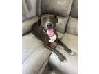 Adopt Giselle a Merle Labrador Retriever / Mixed Breed (Medium) / Mixed (short