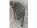 Adopt Dexter a Brown/Chocolate American Pit Bull Terrier / Mixed Breed (Medium)