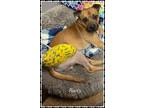 Adopt Rusty a Brown/Chocolate Boxer / Mixed Breed (Medium) / Mixed (short coat)