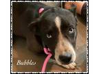 Adopt Bubbles a Black Border Collie / Mixed Breed (Medium) / Mixed (short coat)