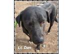 Adopt jackyl / Lt Dan a Black Golden Retriever / Mixed Breed (Medium) / Mixed